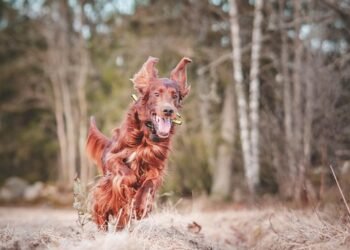 Unleash Your Dog’s Potential: Discover Top Training Classes Near You