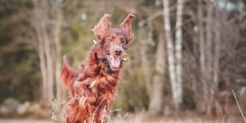 Unleash Your Dog’s Potential: Discover Top Training Classes Near You