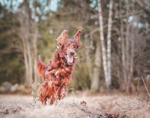 Unleash Your Dog’s Potential: Discover Top Training Classes Near You