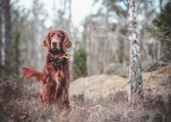 Unleash Your Dog’s Potential: Top-Rated Dog Training Schools in Your Area