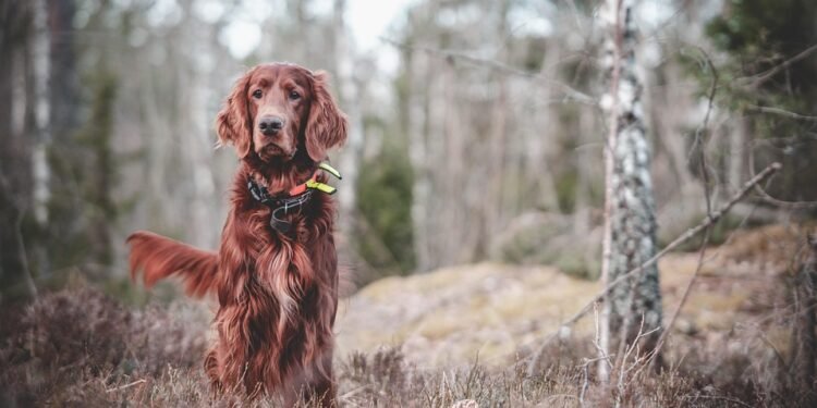 Unleash Your Dog’s Potential: Top-Rated Dog Training Schools in Your Area