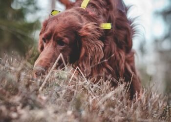 Unleash Your Dog’s Potential: Top-rated Training Schools Near You!