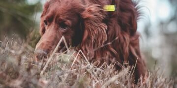 Unleash Your Dog’s Potential: Top-rated Training Schools Near You!