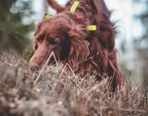 Unleash Your Dog’s Potential: Top-rated Training Schools Near You!