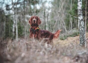 Pawsitively Social: Building Canine Confidence Through Socialization Classes