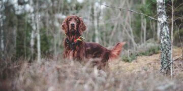 Pawsitively Social: Building Canine Confidence Through Socialization Classes