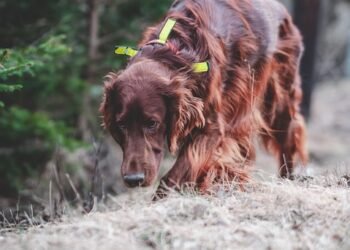 Pawsitively Affordable: Transforming Your Pup with Budget-Friendly Training Methods