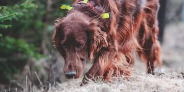 Pawsitively Affordable: Transforming Your Pup with Budget-Friendly Training Methods