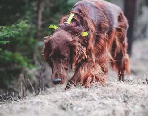 Pawsitively Affordable: Transforming Your Pup with Budget-Friendly Training Methods