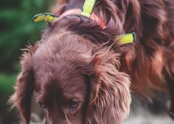 Mastering Canine Confidence: Expert Dog Aggression Training Near You