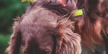 Mastering Canine Confidence: Expert Dog Aggression Training Near You