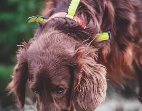 Mastering Canine Confidence: Expert Dog Aggression Training Near You