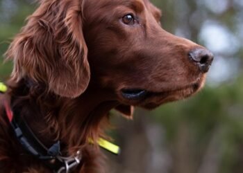 Unleash Your Dog’s Potential: Discover the Best Dog Training Camp Near You!