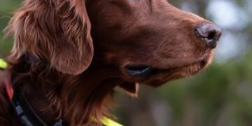 Unleash Your Dog’s Potential: Discover the Best Dog Training Camp Near You!