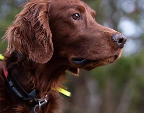 Unleash Your Dog’s Potential: Discover the Best Dog Training Camp Near You!