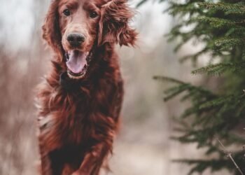 Mastering Manners: The Benefits of Private Dog Training