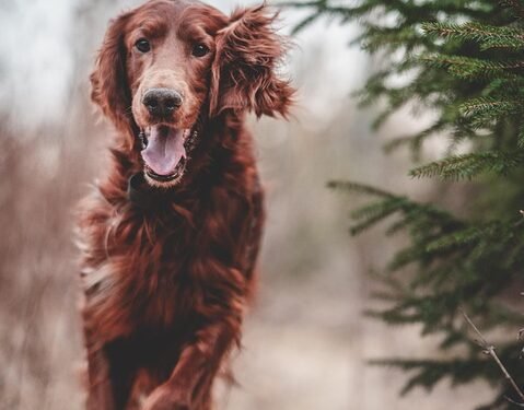 Mastering Manners: The Benefits of Private Dog Training