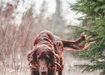 Unleash Your Dog’s Potential: Top Training Schools Near Me