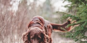 Unleash Your Dog’s Potential: Top Training Schools Near Me
