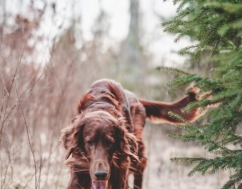 Unleash Your Dog’s Potential: Top Training Schools Near Me