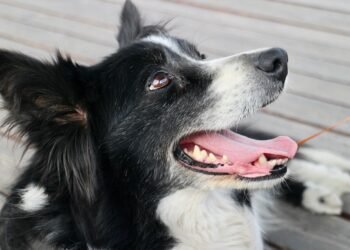 Bark on a Budget: Affordable Dog Training Solutions for Every Pup Parent