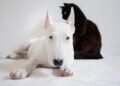 Unleash Your Dog’s Potential: The Power of Socialization Classes