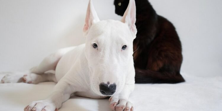 Unleash Your Dog’s Potential: The Power of Socialization Classes