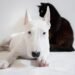 Unleash Your Dog’s Potential: The Power of Socialization Classes