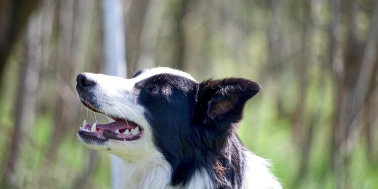 Unleash Your Dog’s Potential: Top-rated Therapy Dog Training Near Me