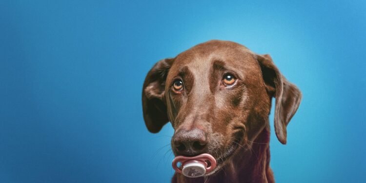 Paw-some Pup Comfort: The Ultimate Guide to Dog Socks