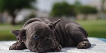 Unlock Your Dog’s Potential: Discover Free Training Near You!