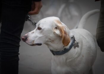 A dog using a no-pull leash during a walk in the park.