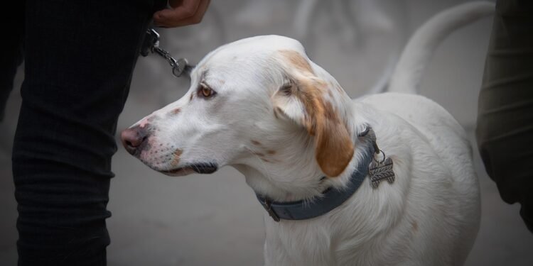 A dog using a no-pull leash during a walk in the park.