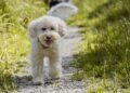Mastering the Art of Dog Potty Training: Find Expert Help Near You