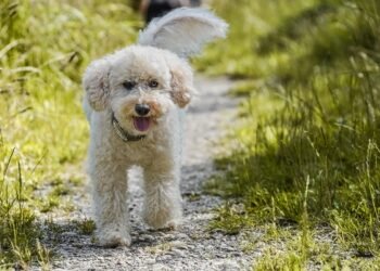 Mastering the Art of Dog Potty Training: Find Expert Help Near You