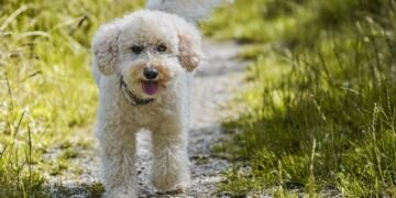 Mastering the Art of Dog Potty Training: Find Expert Help Near You