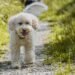 Mastering the Art of Dog Potty Training: Find Expert Help Near You