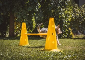Paw-sitive Connections: The Benefits of Dog Socialization Classes