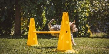 Paw-sitive Connections: The Benefits of Dog Socialization Classes