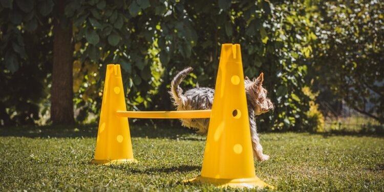 Paw-sitive Connections: The Benefits of Dog Socialization Classes
