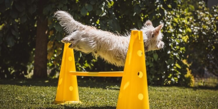 Pawsitive Progress: Find Top Therapy Dog Training Near You