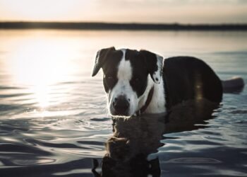 Pawsitively Stylish: The Ultimate Guide to Dog Boots for Fashionable Furry Friends