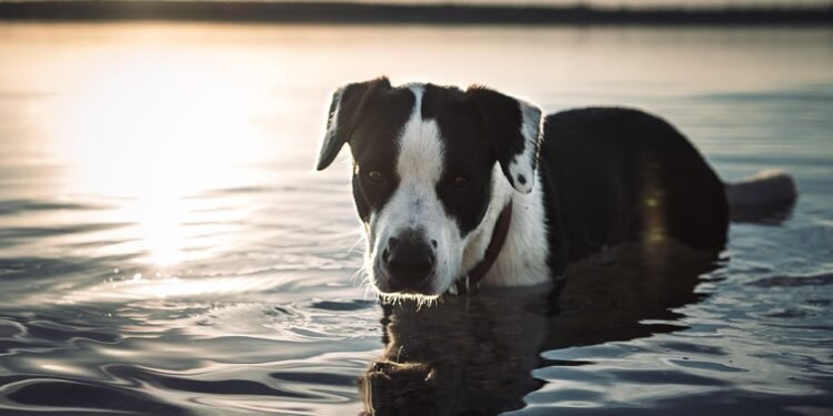 Pawsitively Stylish: The Ultimate Guide to Dog Boots for Fashionable Furry Friends