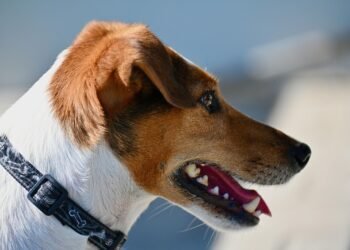 The Secret to Unleashing Your Dog’s Potential: Private Training Tips and Techniques