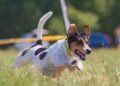 Paw-sitive Progress: Unleashing Your Dog’s Potential with Nearby Training Classes