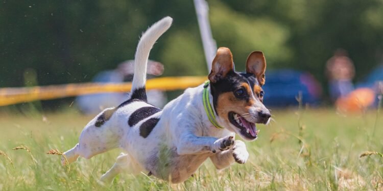 Paw-sitive Progress: Unleashing Your Dog’s Potential with Nearby Training Classes