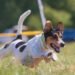 Paw-sitive Progress: Unleashing Your Dog’s Potential with Nearby Training Classes