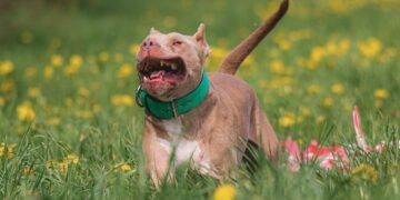 Find Your Perfect Paws-On Therapy Dog Training Program Near You