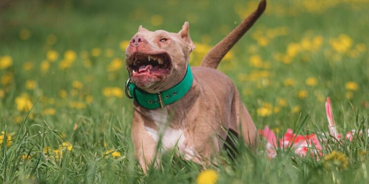 Find Your Perfect Paws-On Therapy Dog Training Program Near You