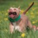 Find Your Perfect Paws-On Therapy Dog Training Program Near You